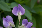 Blue wild indigo